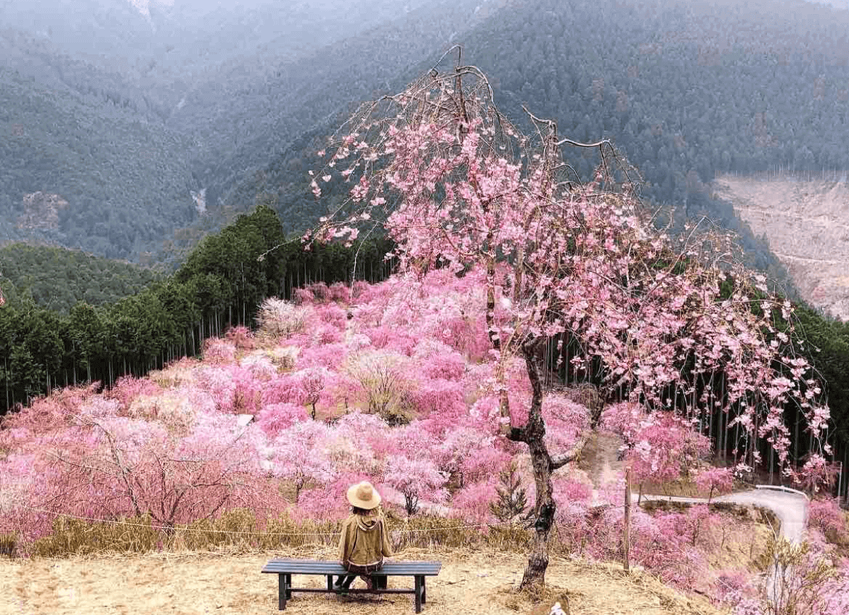 桜の画像