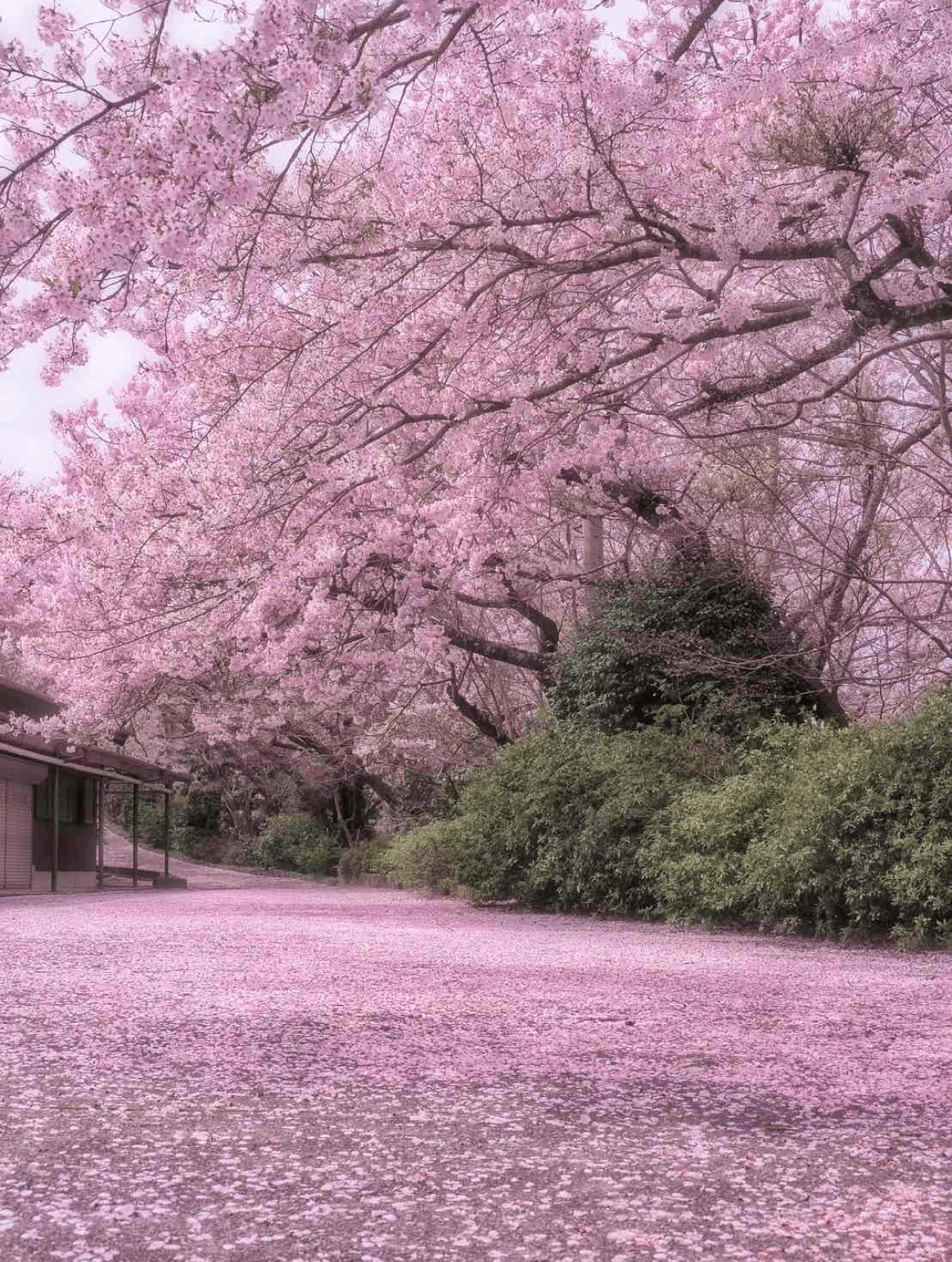 桜の画像