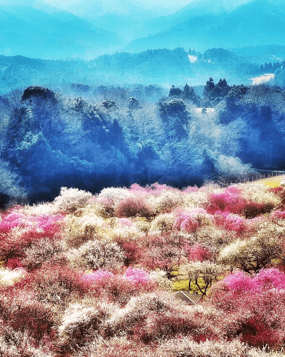 梅の画像